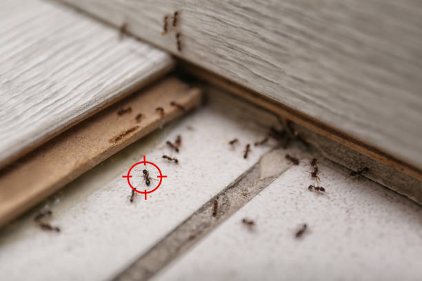 Best Mosquito Control Services  in Lampeter, PA